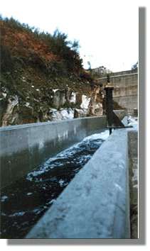 barb82.jpg (19596 bytes)