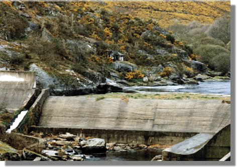 linare21.jpg (56692 bytes)