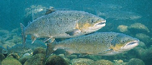 min5a.jpg (40360 bytes)