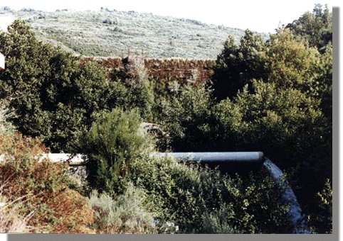 bubal2.jpg (64540 bytes)