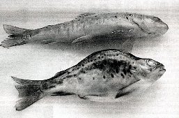 Malditos os que por obter cartos matan a natureza., botando materiais de todo tipo os r�os galegos.